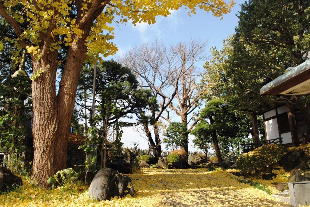 境内の銀杏