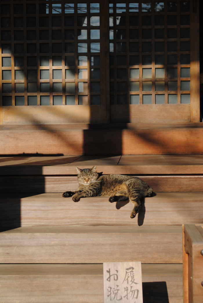 お寺の猫